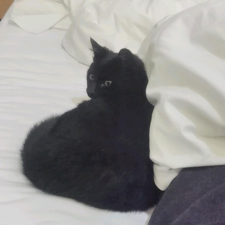 傻咪