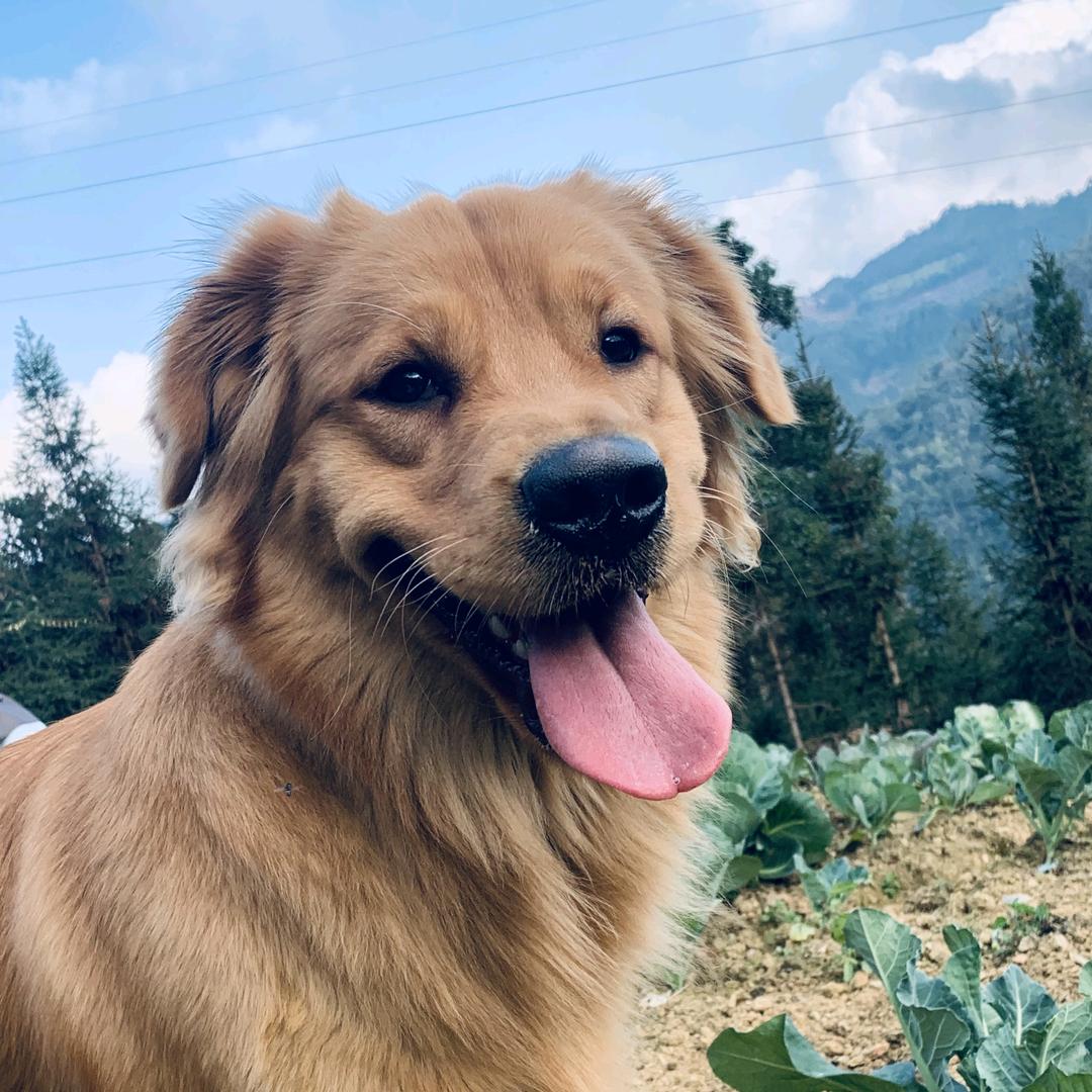 过分可爱了呢。