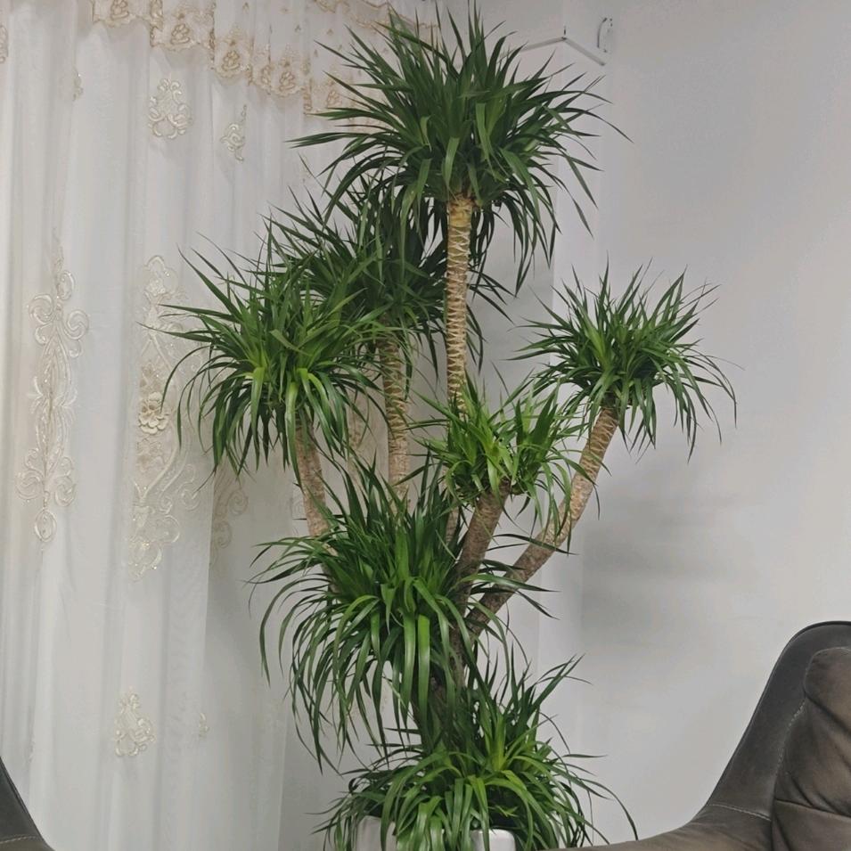 芊依阁