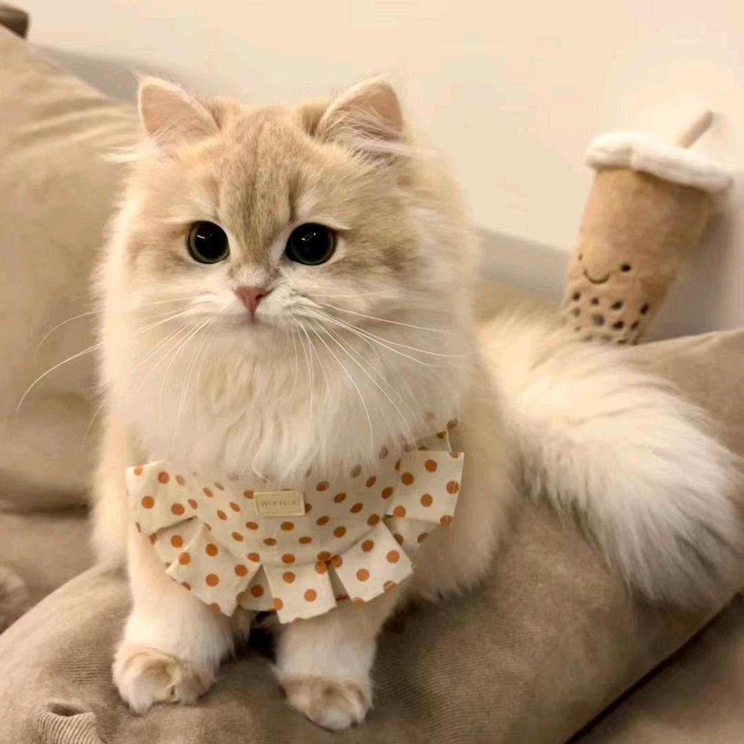 爱猫猫猫舍