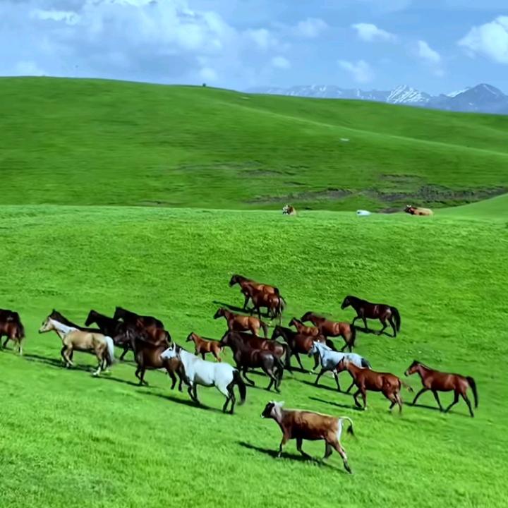 巴雅尔