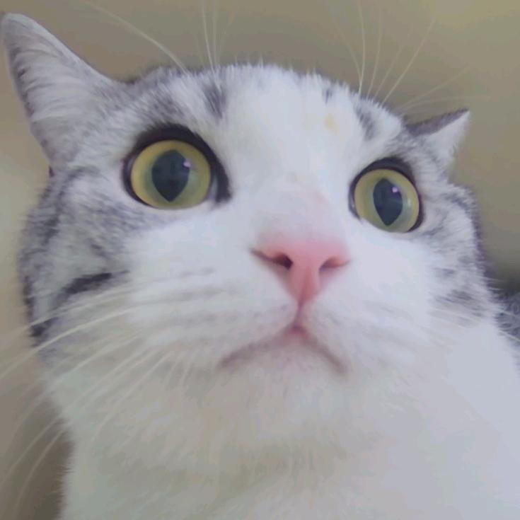 乌乌是只猫