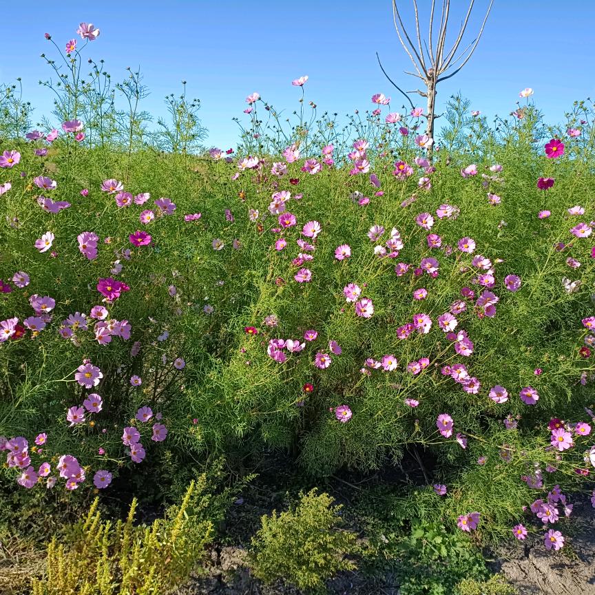 香姐优品东北特产