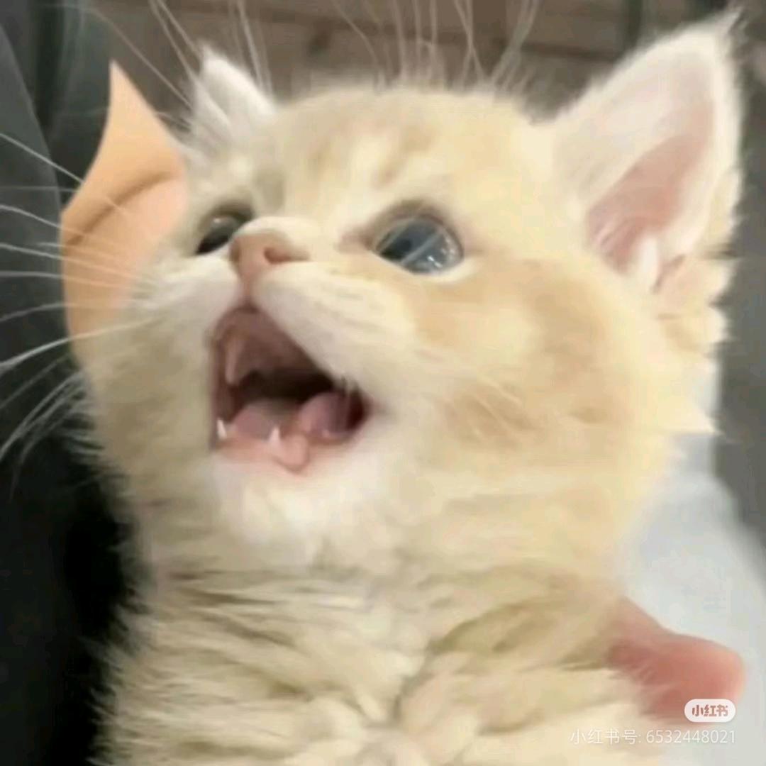 老猫儿