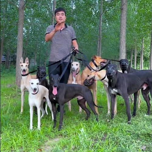 商丘王九条犬舍种公主题号