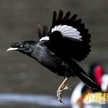 小司想飛