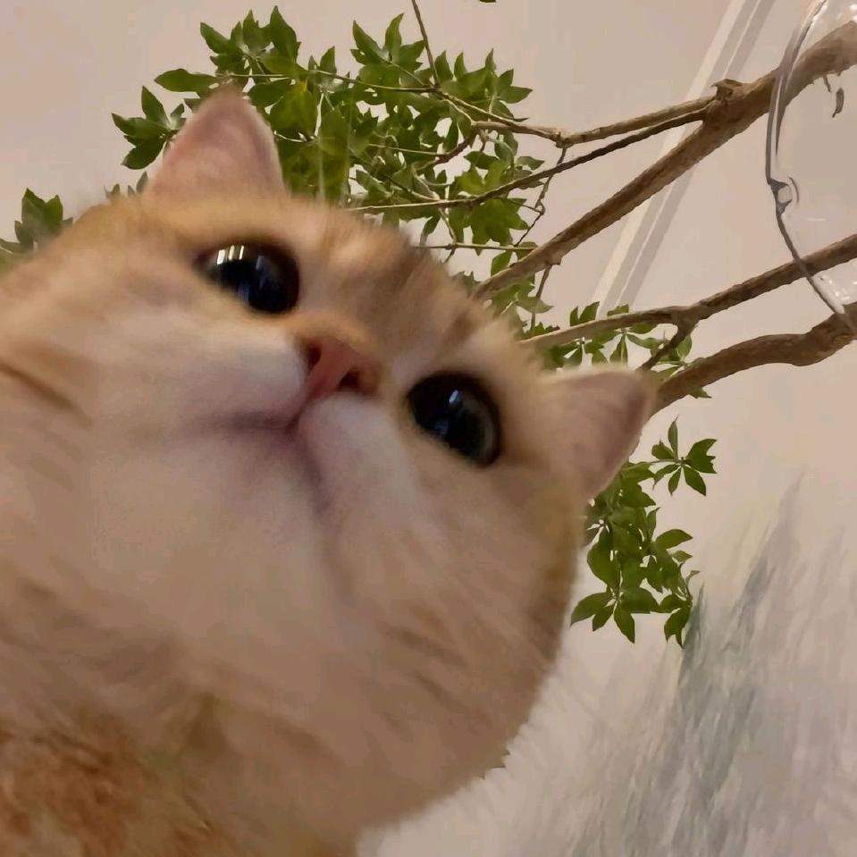 躲进童话里吃芒果