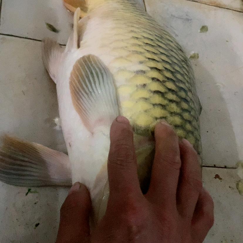 爱钓鱼的舟哥