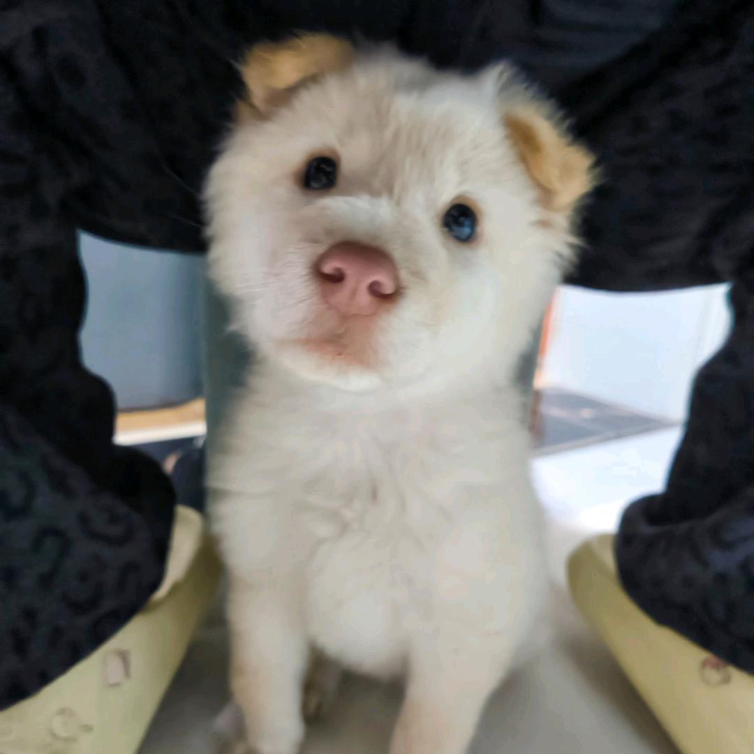 你好，我是乐迪