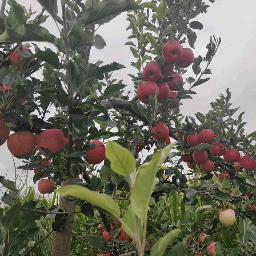 使命（果农））