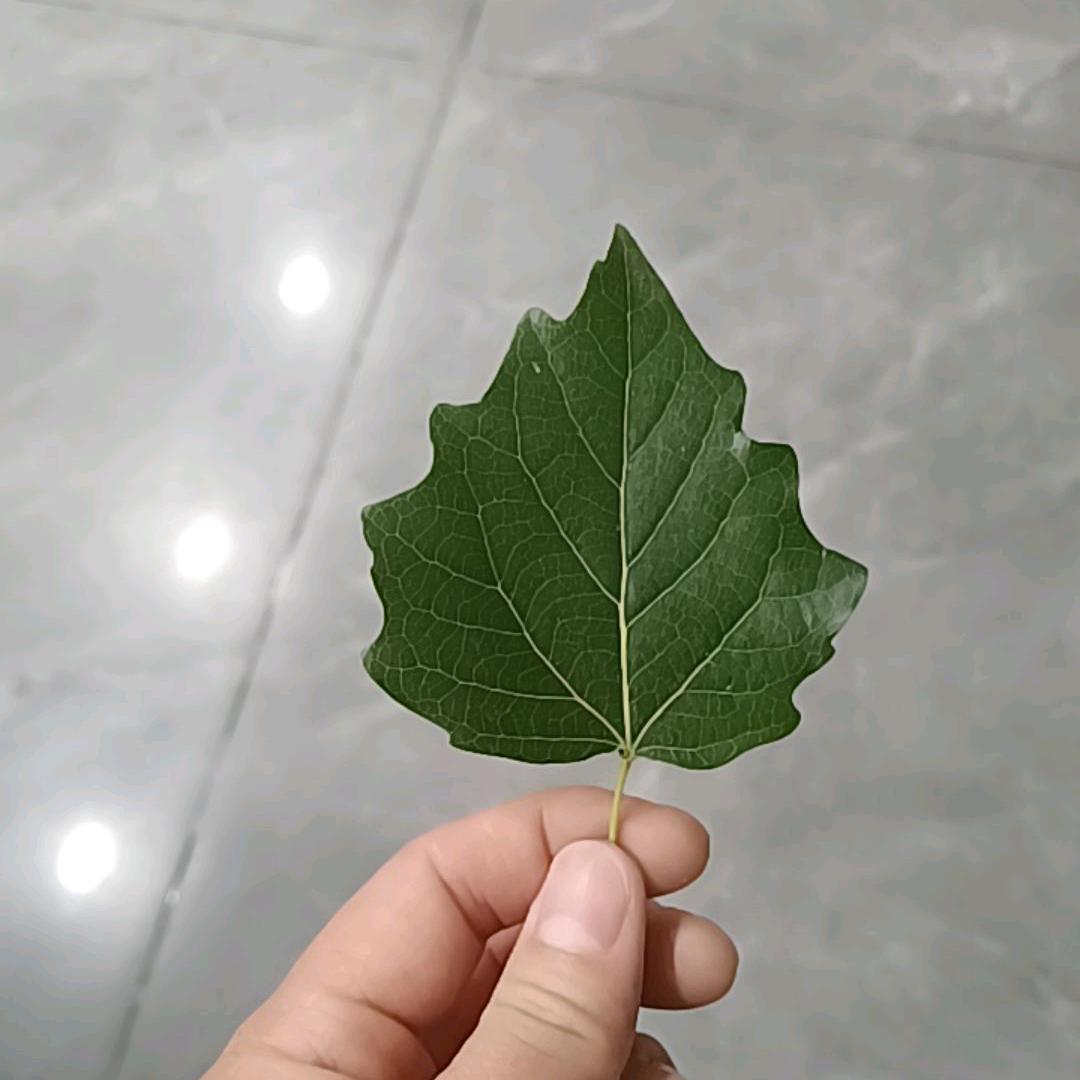 天歌