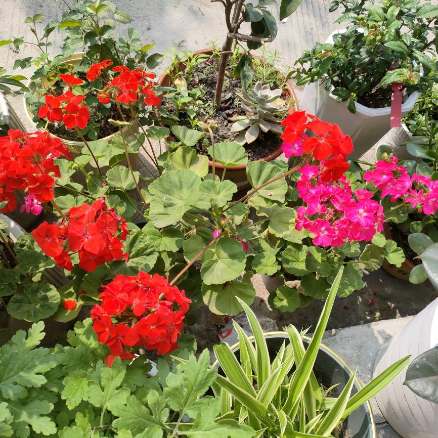 ℳঞ余生 💕 陪你❧到老⁵²⁰加福