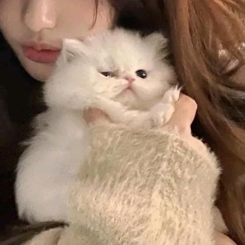 北省的黄二娘头像