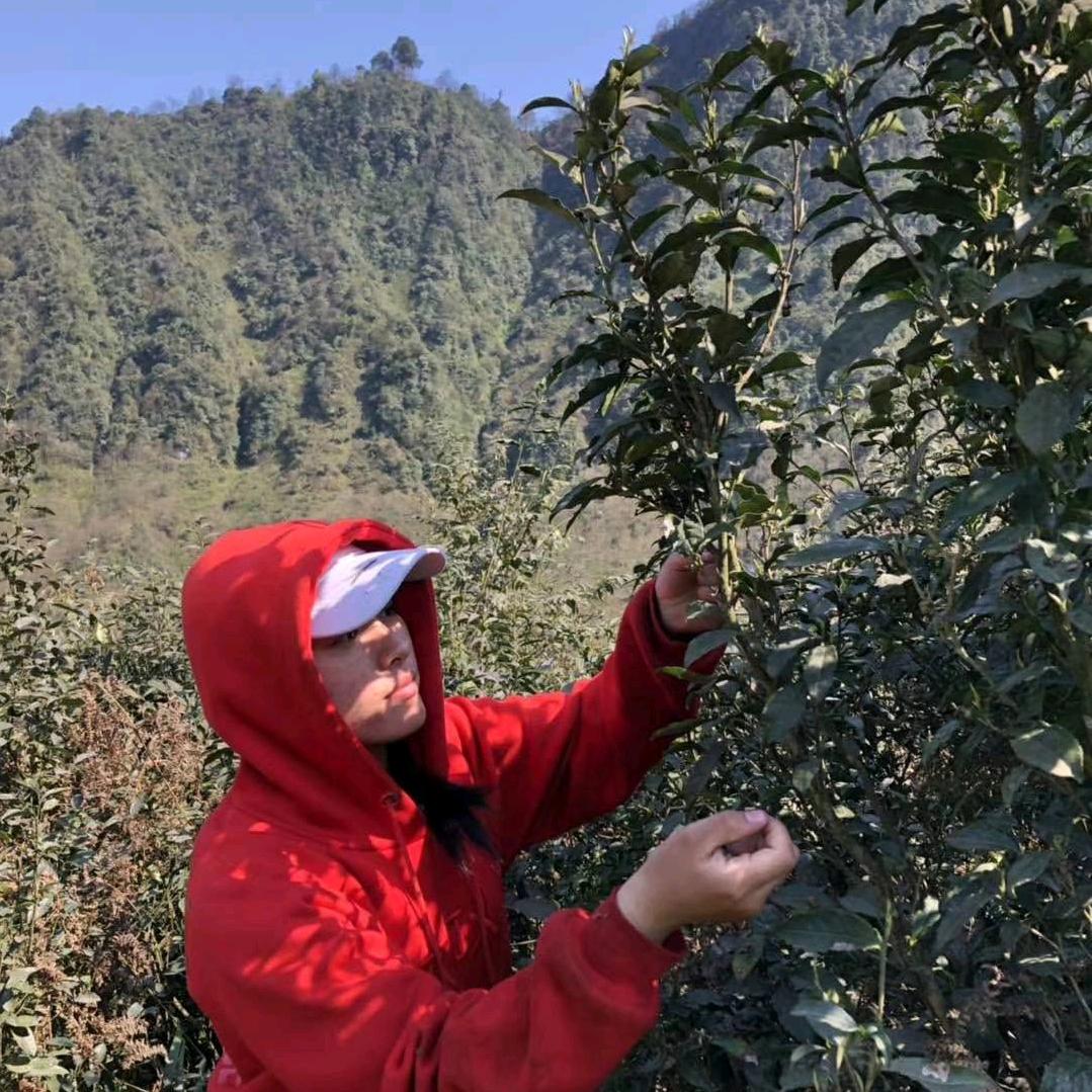 嘉州乡源《马边县竹乡茶厂》