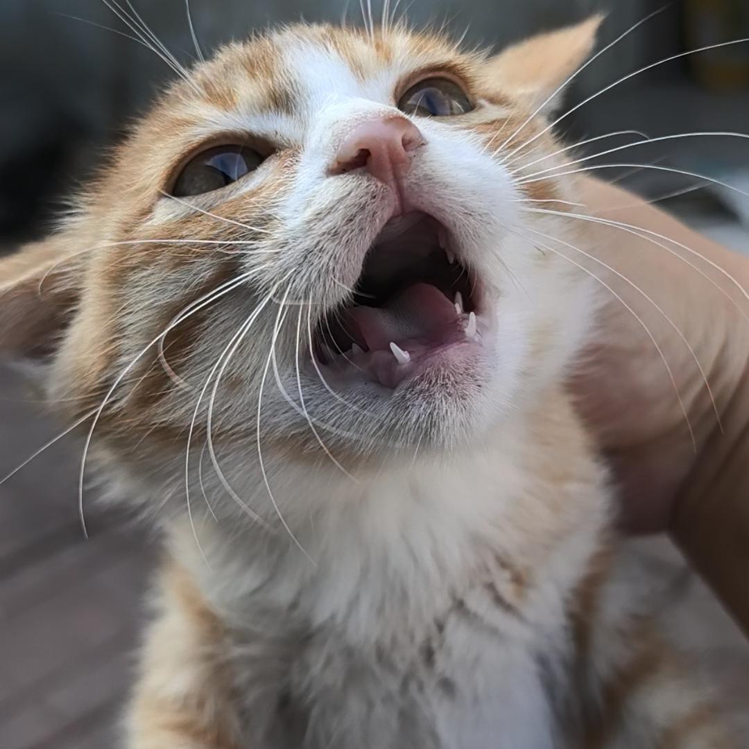 丑橘🐱🐱🐱