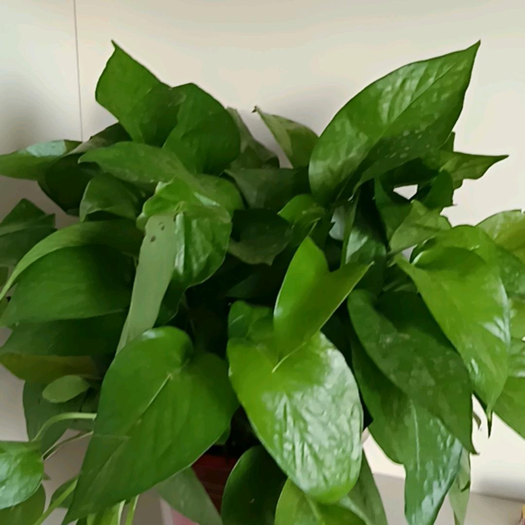 农村爱种豆子套豆丹