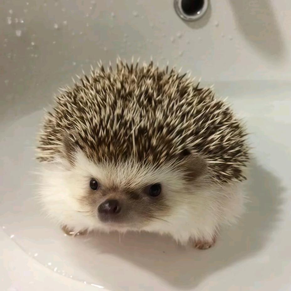 反方向的🦔
