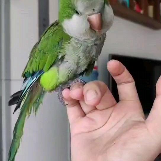 +兰姐特色烤鱼尾