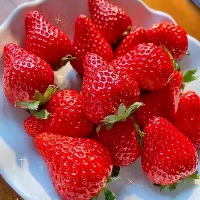 @²⁰²⁵ღ᭄丹东九九草莓蓝莓杏梅發