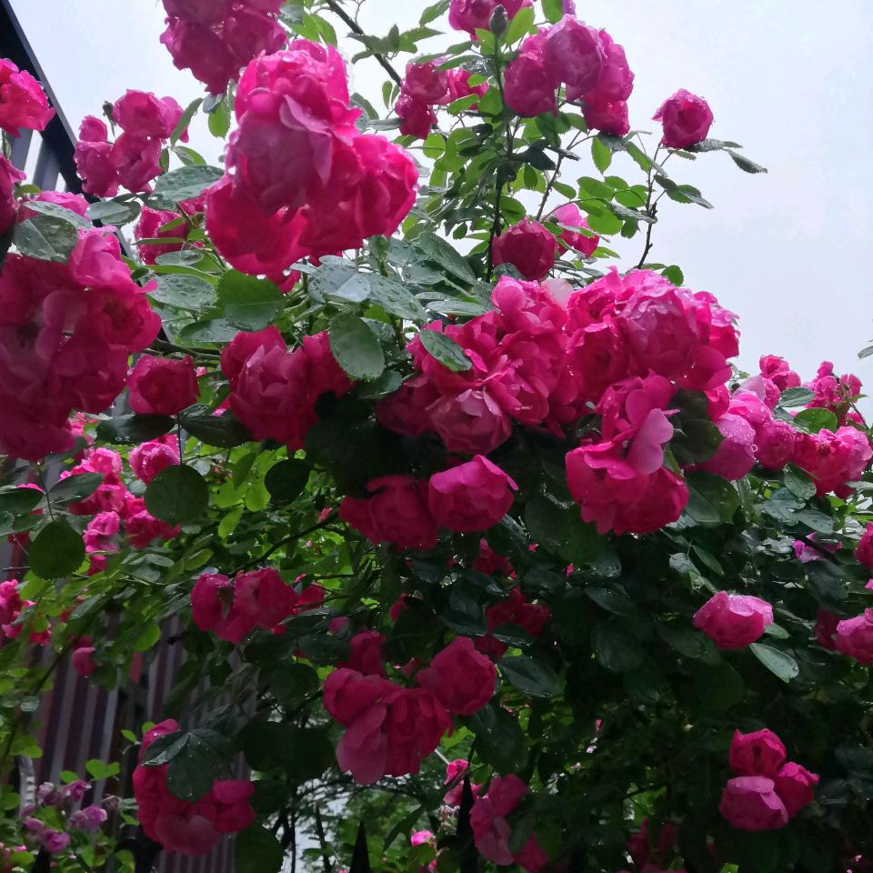素然