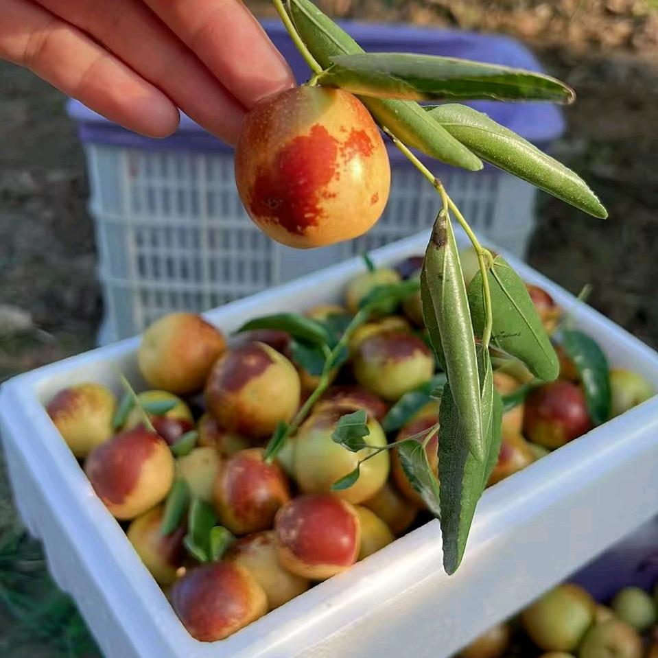 蜜儿