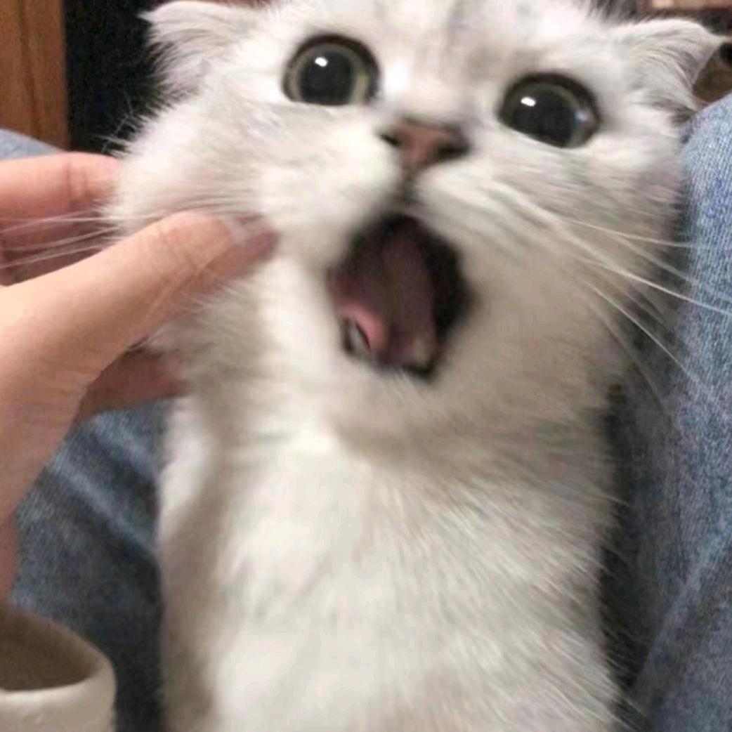 小小铺忒头