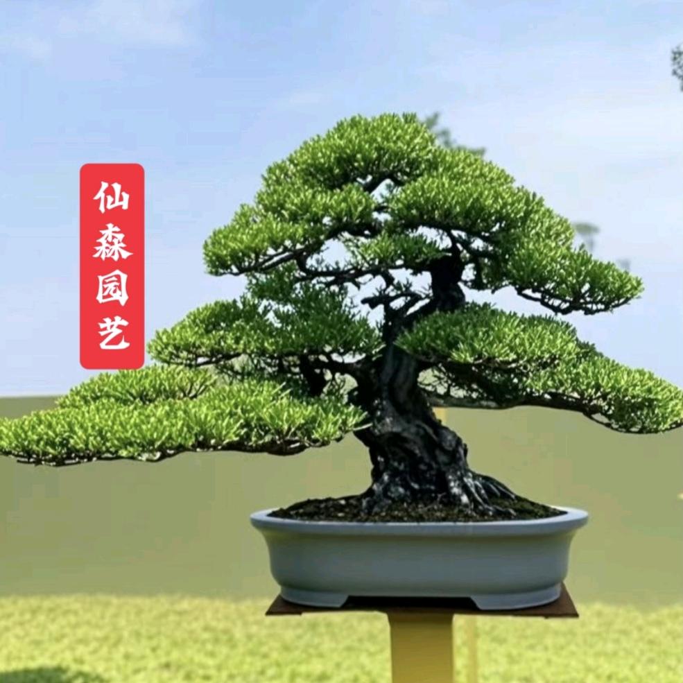 仙森园艺盆景