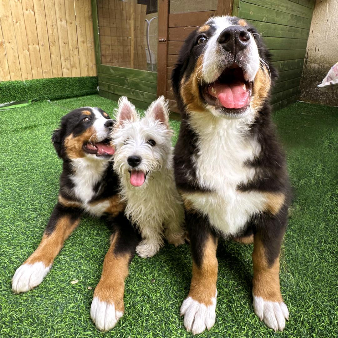 怪哈晓只宠物食品专卖店