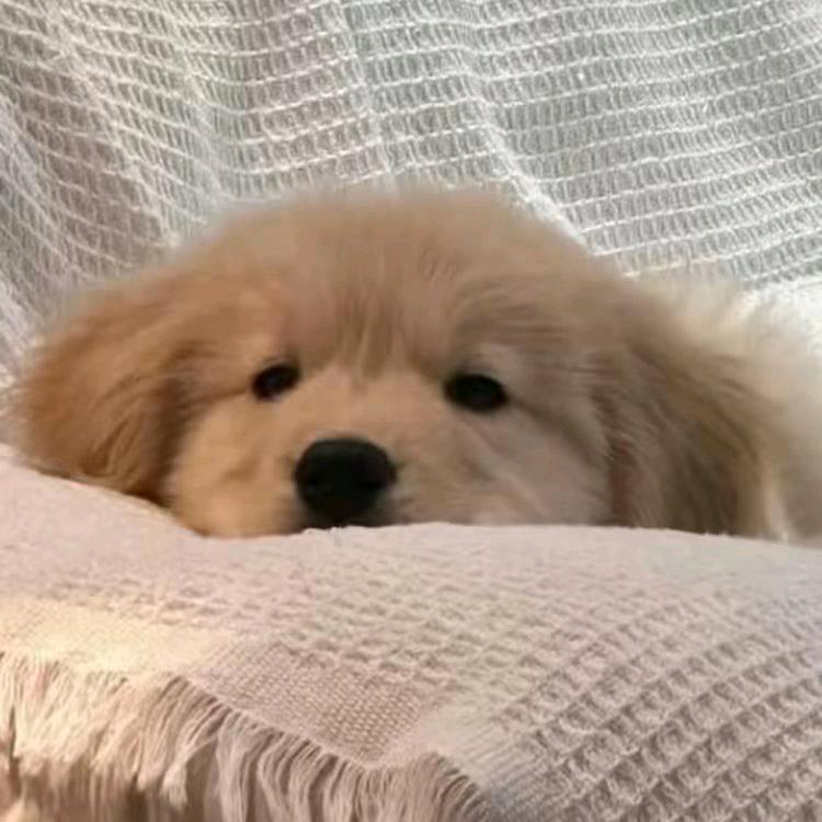 小舞