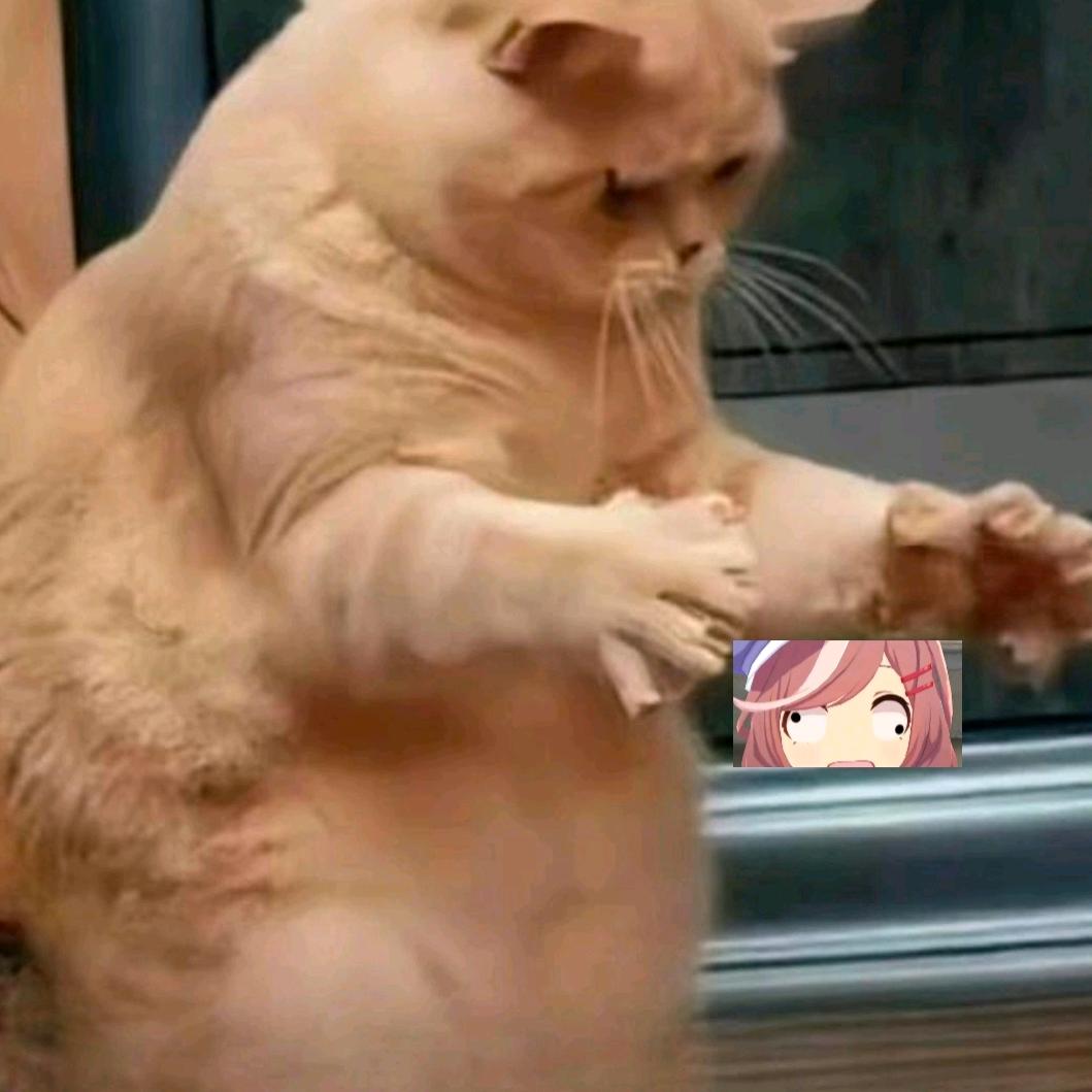 肥猫记录