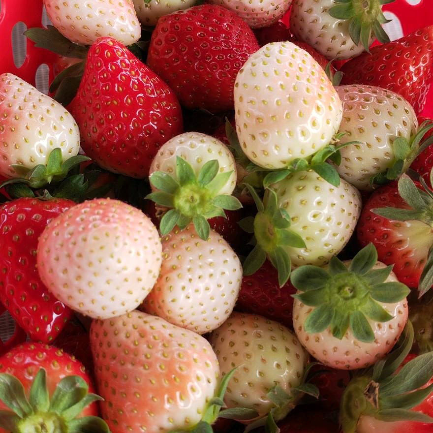 阳光草莓樱桃采摘园