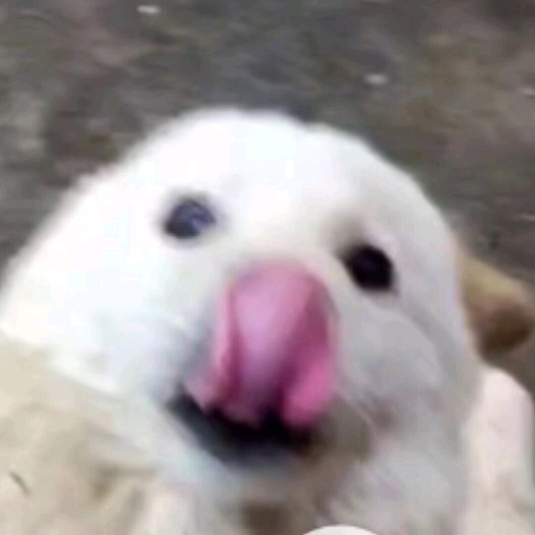 西伯利亚大仓鼠
