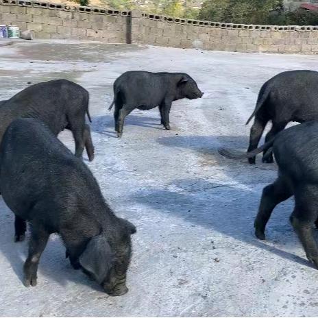 凉山特产推荐官