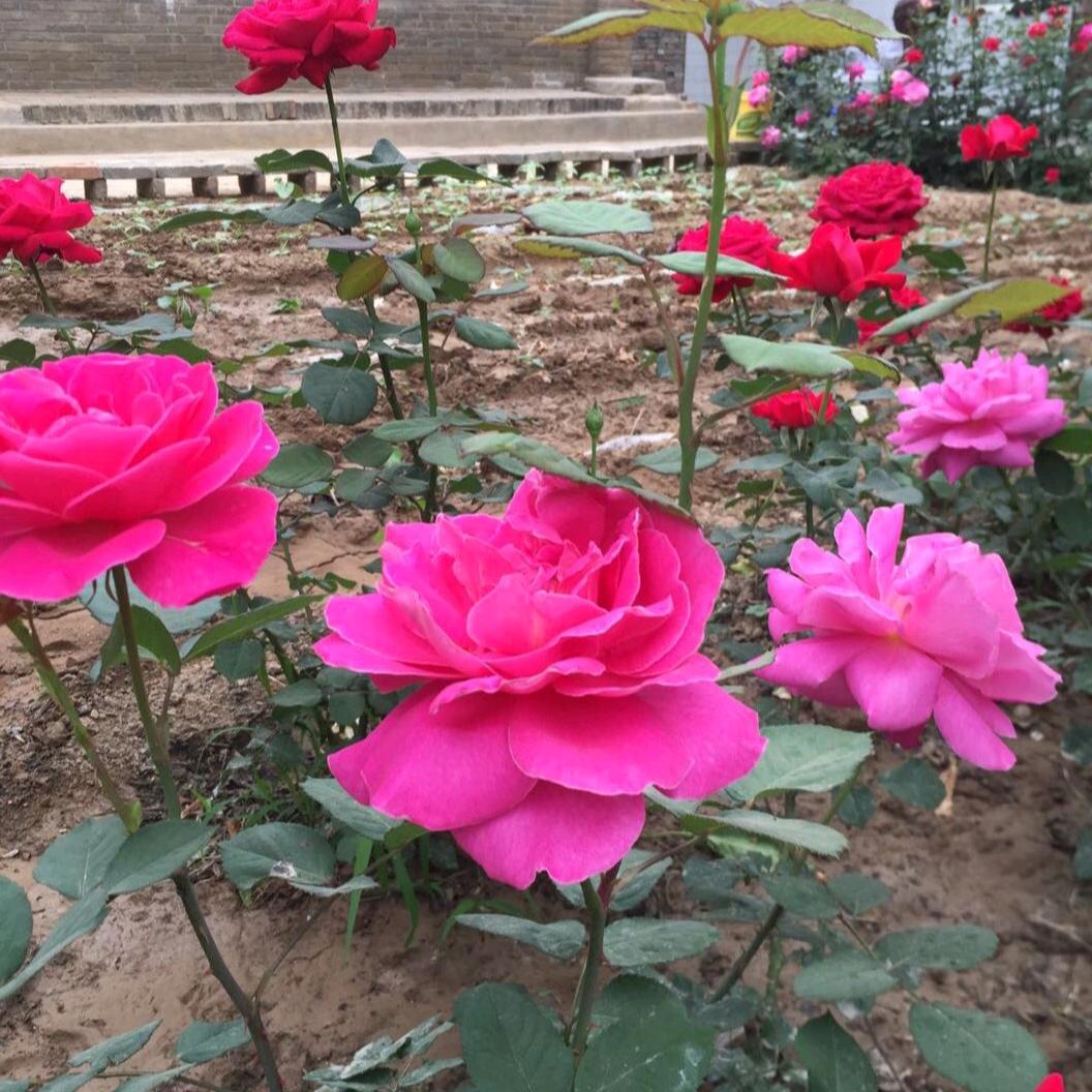 青青🌹