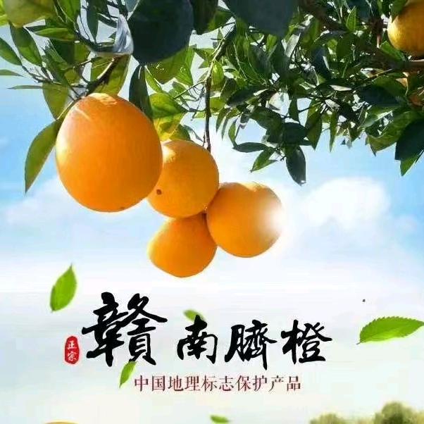 岭上鲜脐橙