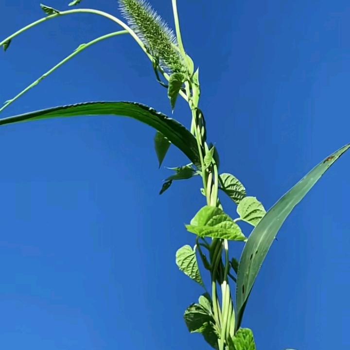 半山听雨