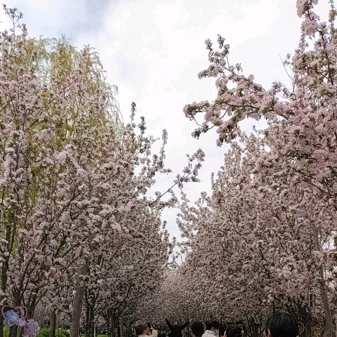 祖传口腔溃疡虎口白