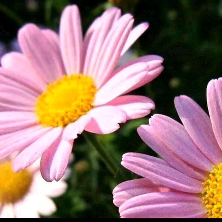 小 苹 果(百花园)