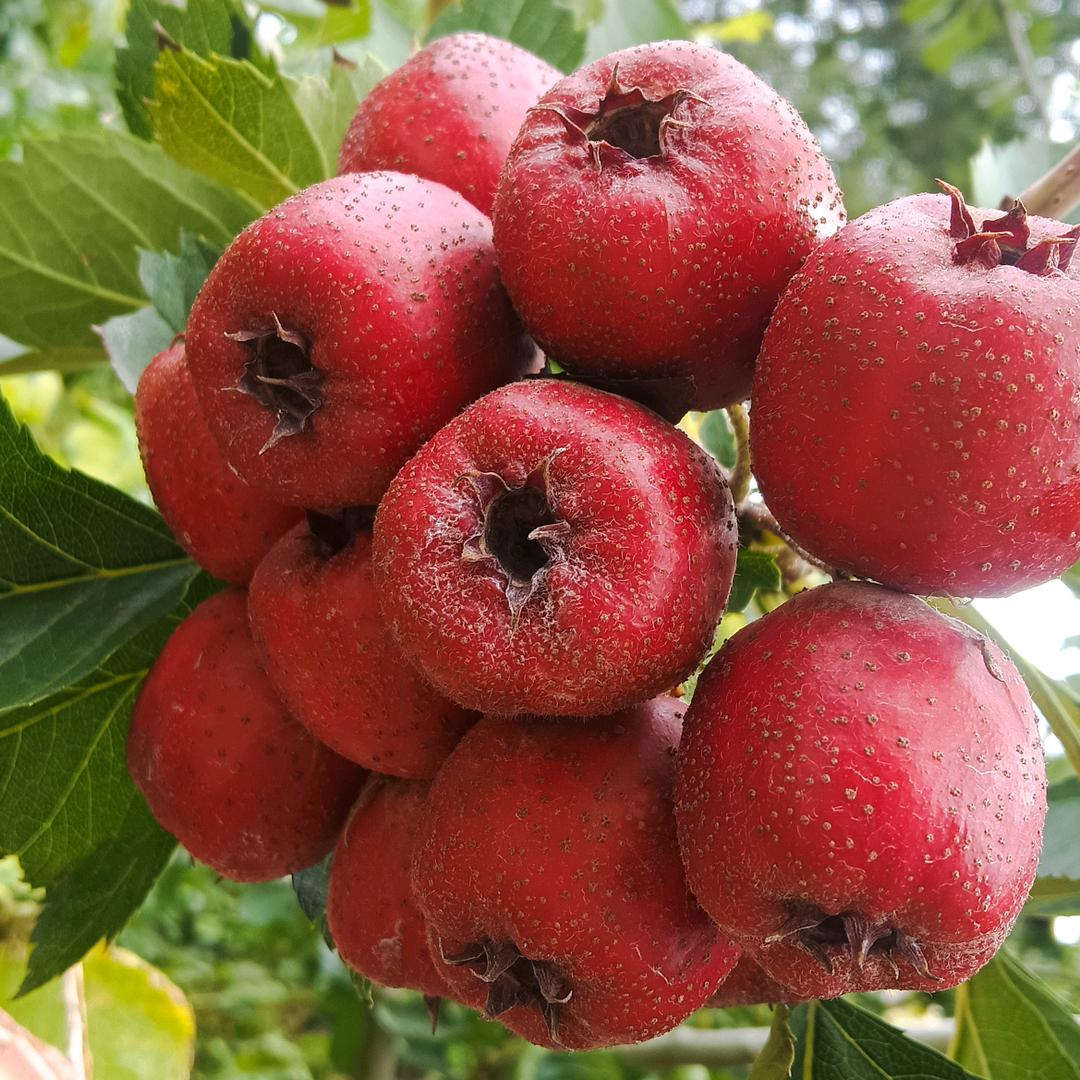 红果批发（周周果业）