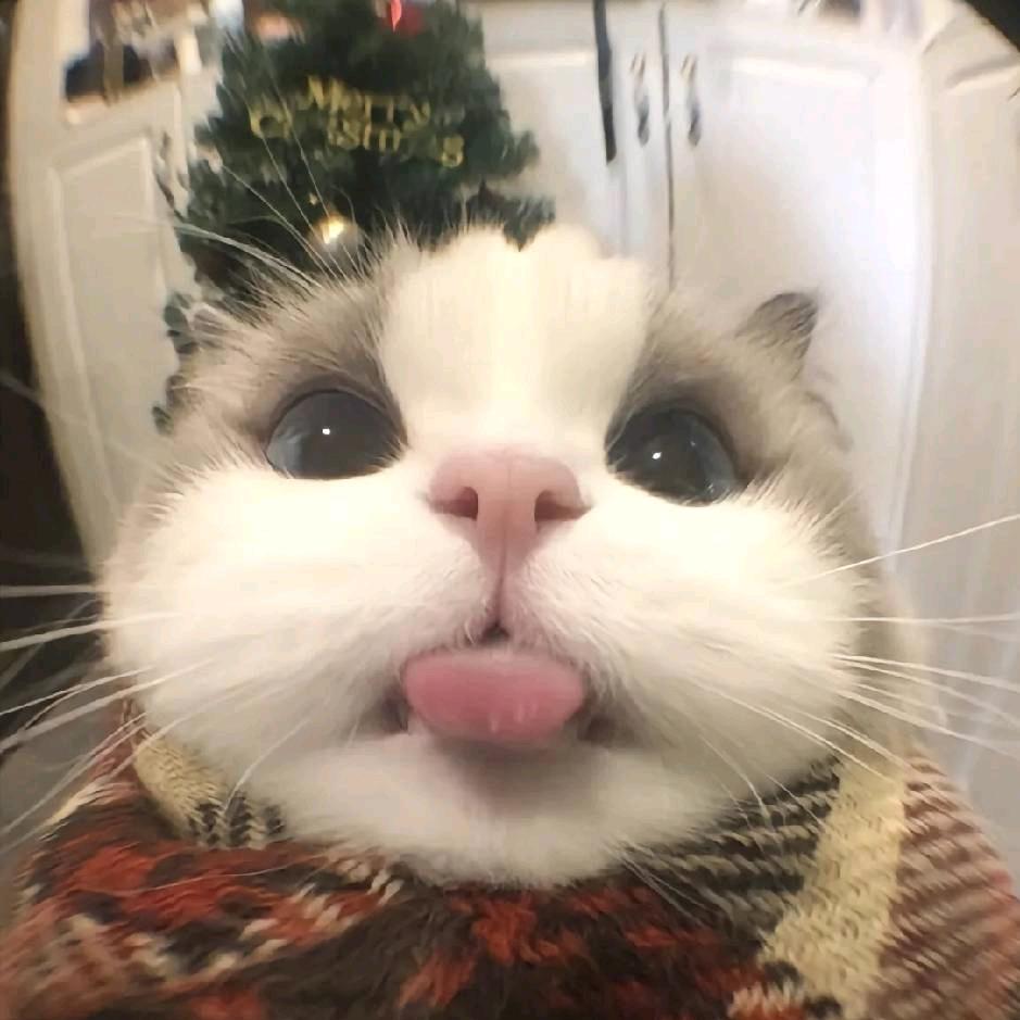 白苏玄