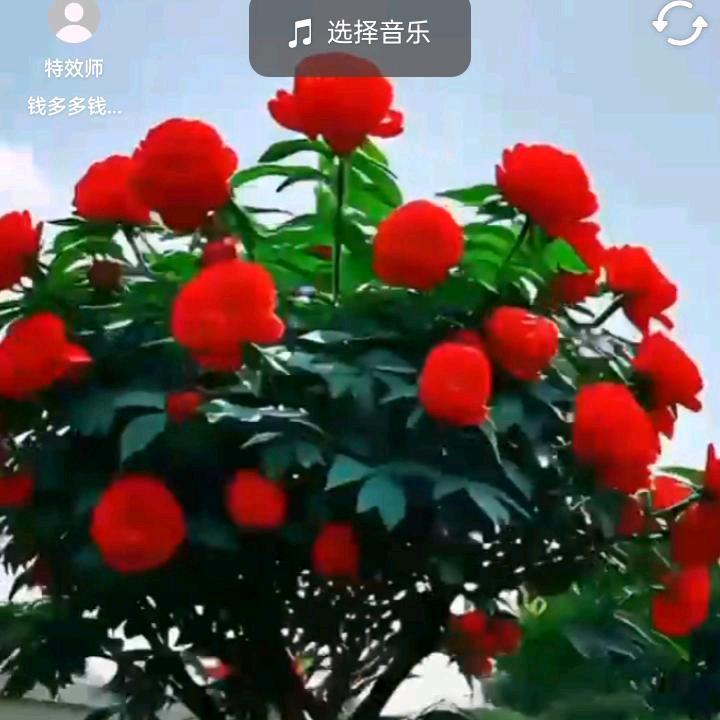 ❤️❤️🐉岑