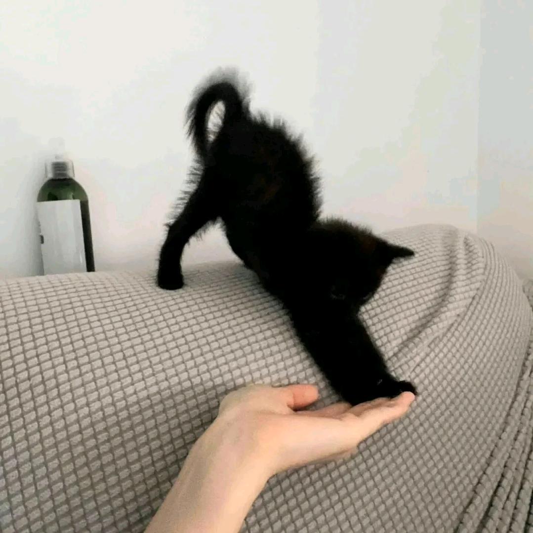 晕了咩.( >ρ < ”)