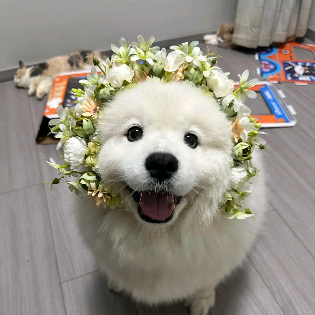 嘻嘻很嘻嘻