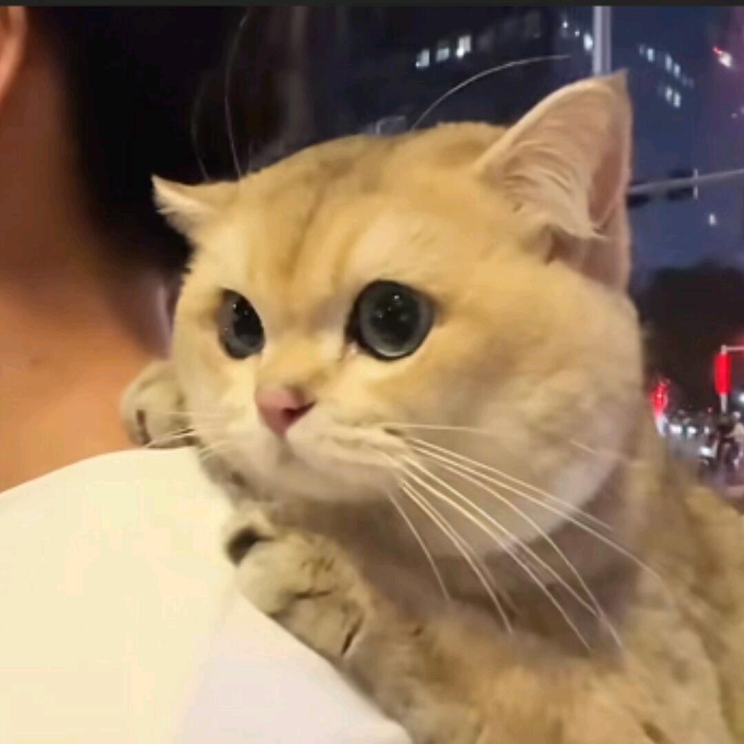 晓东(英雄联盟)