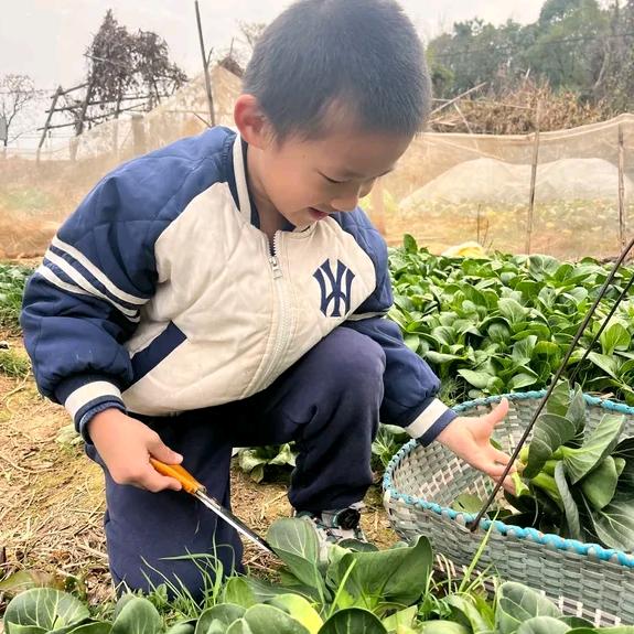 富贵花仙子