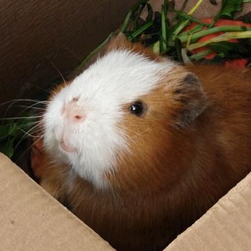 Molly_（见过焦迈奇双小钧版）