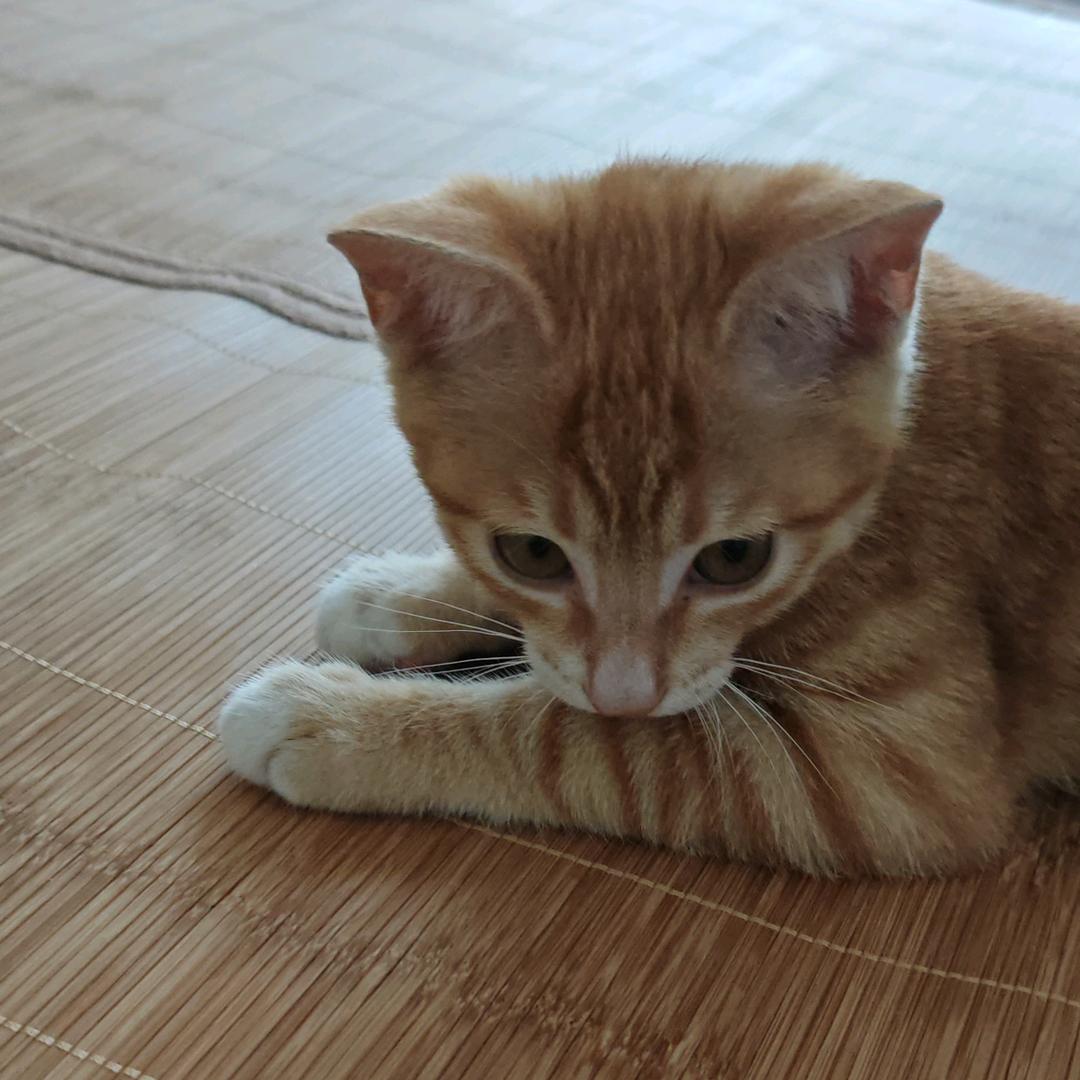 龙飞说