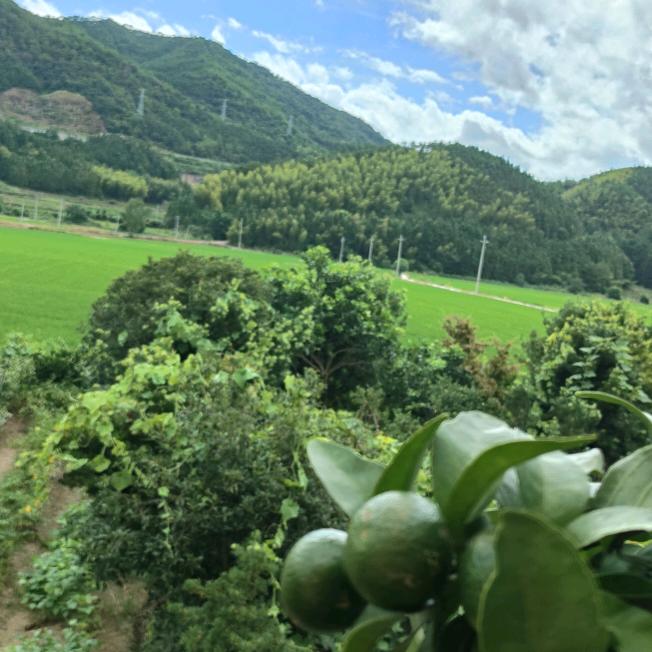 悠然见南山