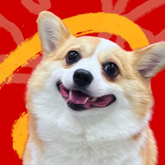 吧唧是只小博基