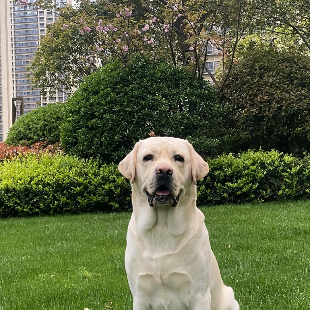 鑫鑫萌犬基地